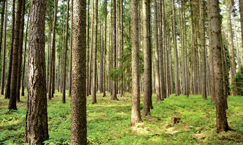 Le massif forestier des Landes