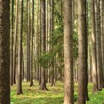 Le massif forestier des Landes comme source d’approvisionnement naturelle