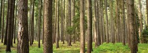 Le massif forestier des Landes comme source d’approvisionnement naturelle